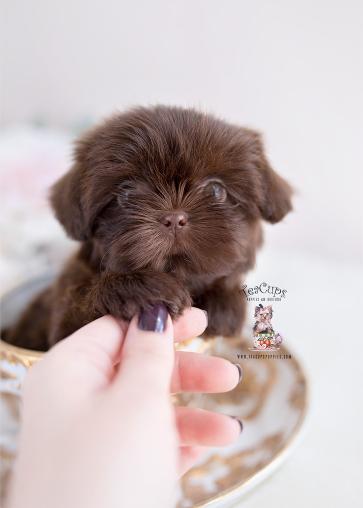 Chocolate Shih Tzu Puppies
