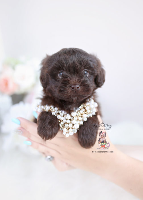 Chocolate Shihpoo Puppy
