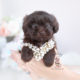 Chocolate Shihpoo Puppy