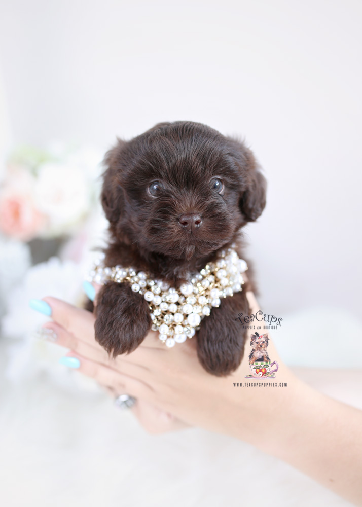 mini shih poo puppies