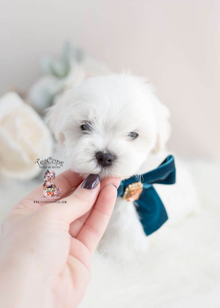 maltesepuppyforsaleteacuppuppies373 Teacup Puppies & Boutique