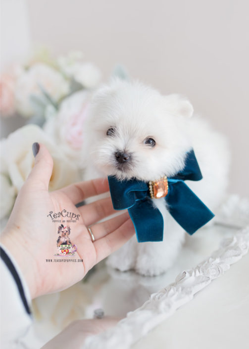 Designer Breed Maltipom Puppy