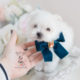 Designer Breed Maltipom Puppy