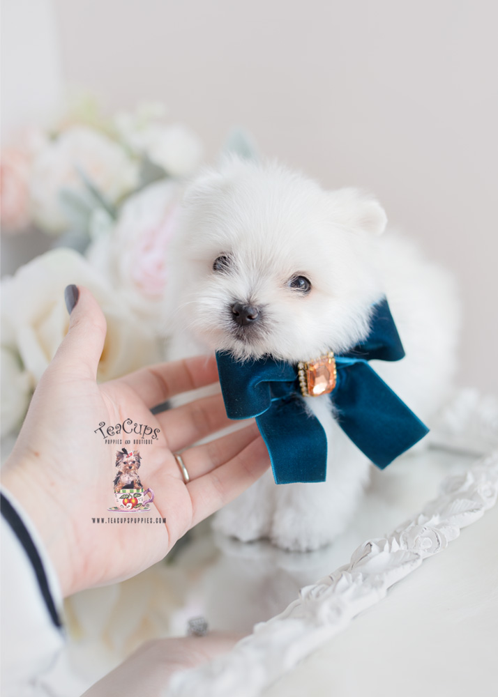 Designer Breed Maltipom Puppy