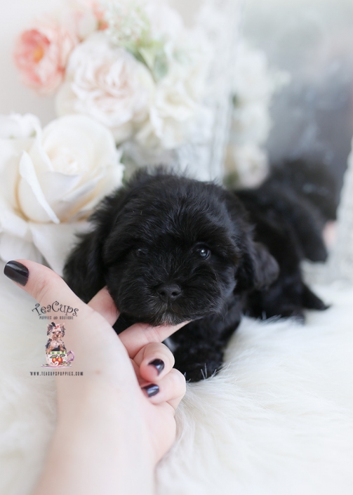 maltipoo puppy