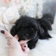 maltipoo puppy