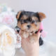 Teacup and Toy Morkie Puppies For Sale