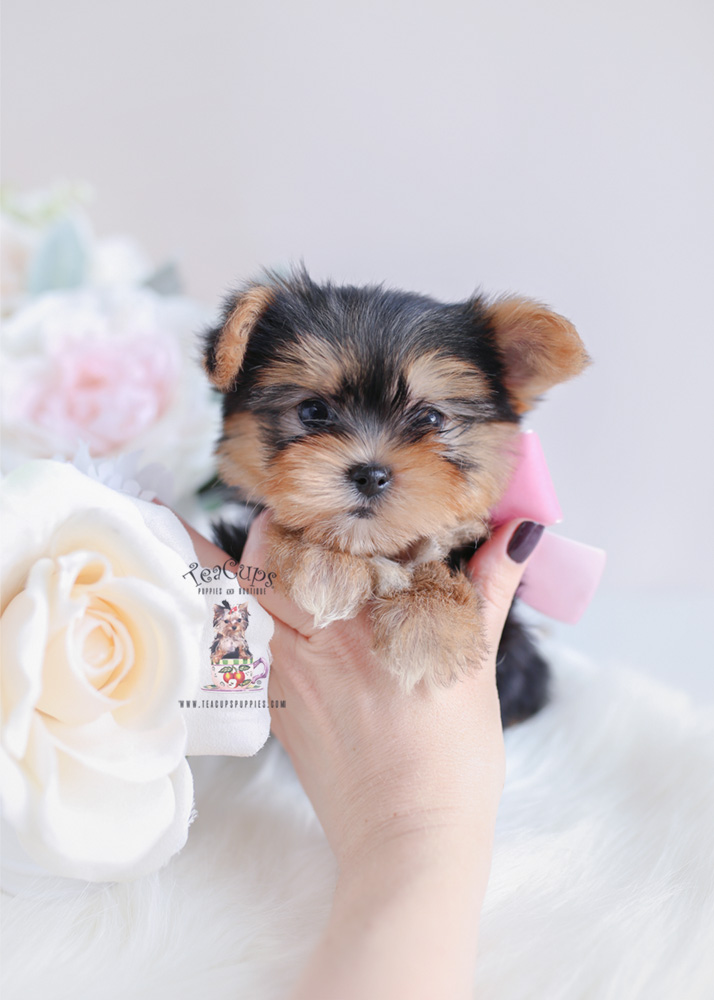 Teacup and Toy Morkie Puppies For Sale