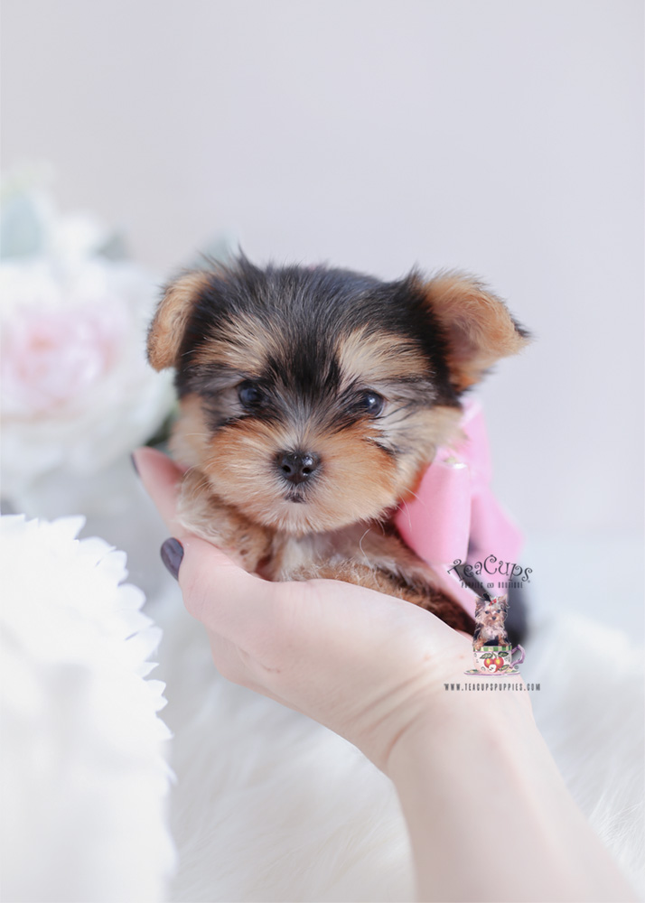 micro morkie