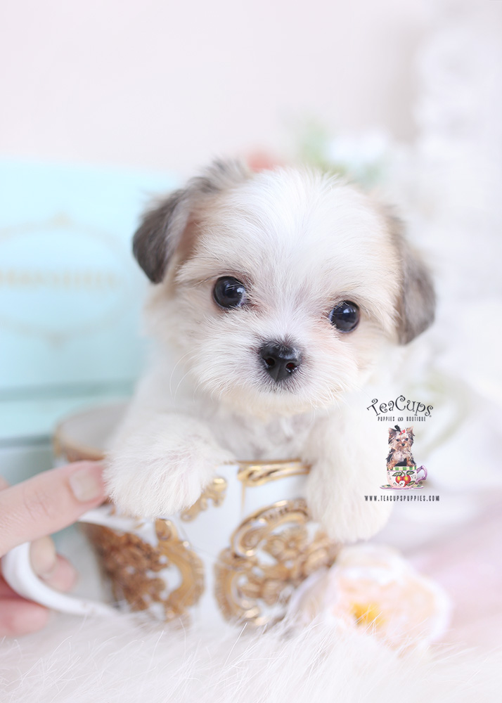 morkie puppy teacups