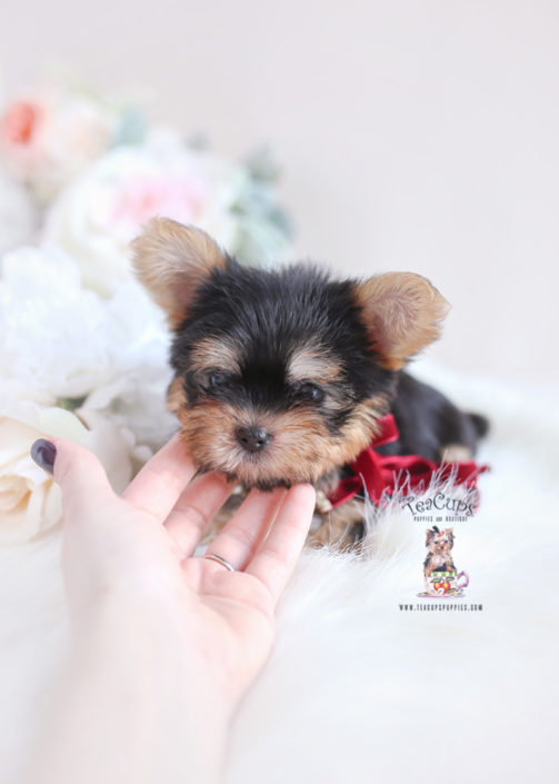 Morkie Puppies and Designer Breed Puppies For Sale by TeaCups Puppies