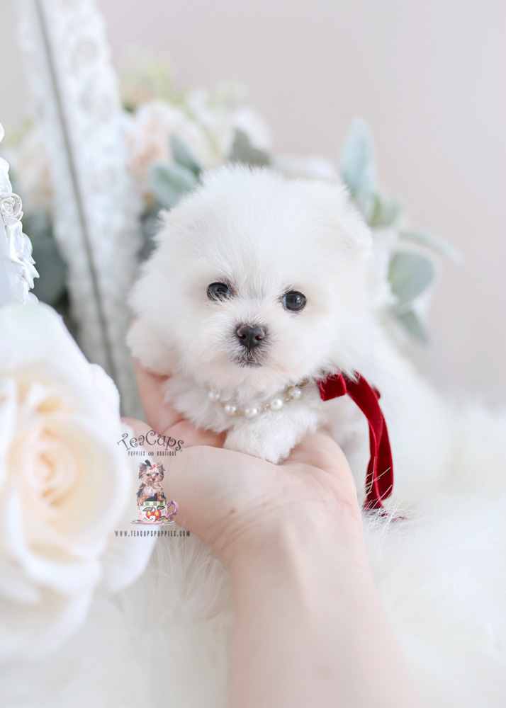 teacuppuppiesmaltepompuppyforsale357a Teacup Puppies & Boutique