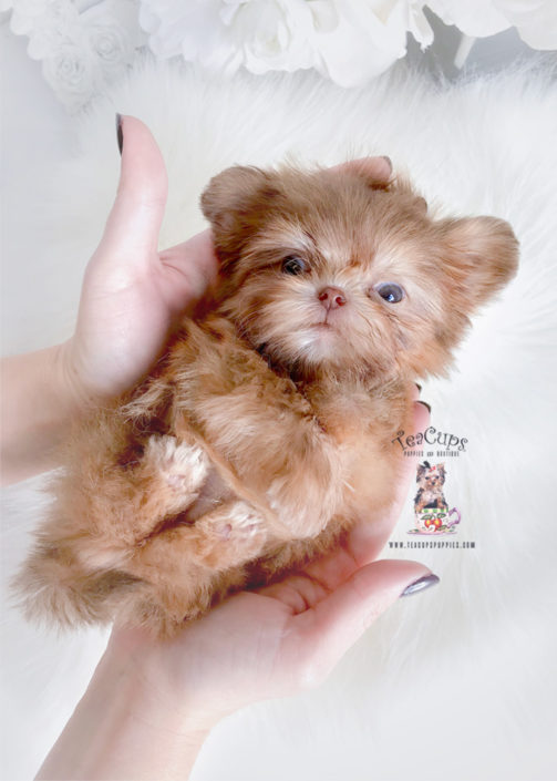 Imperial Shih Tzu Puppy