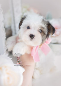 Biewer Yorkshire Terrier Puppy