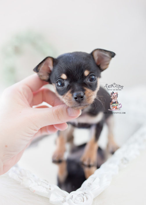 teacup dogs chihuahua for sale