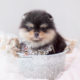 Black Tan Pomeranian Puppy