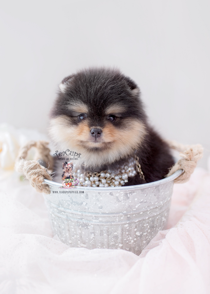 Black Tan Pomeranian Puppy