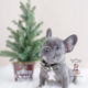 Blue French Bulldog Puppy