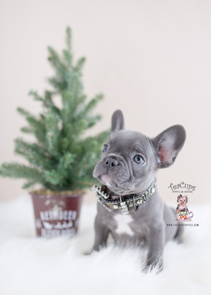 Blue French Bulldog Puppy