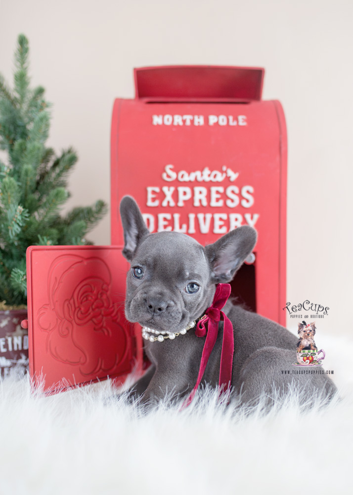 Christmas French Bulldog Puppy