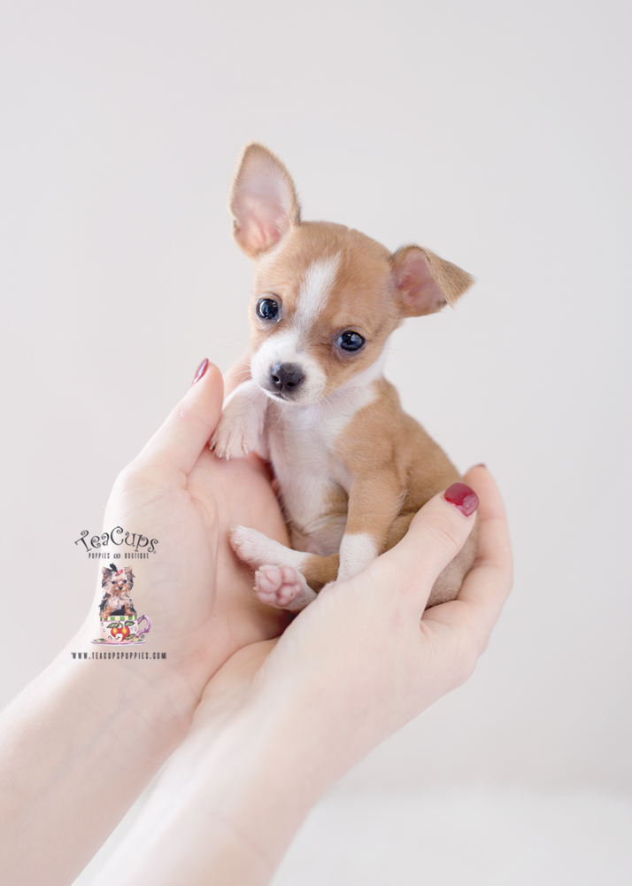 Tiny Toy and Teacup Chihuahuas