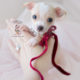 Chihuahuas by TeaCup Puppies