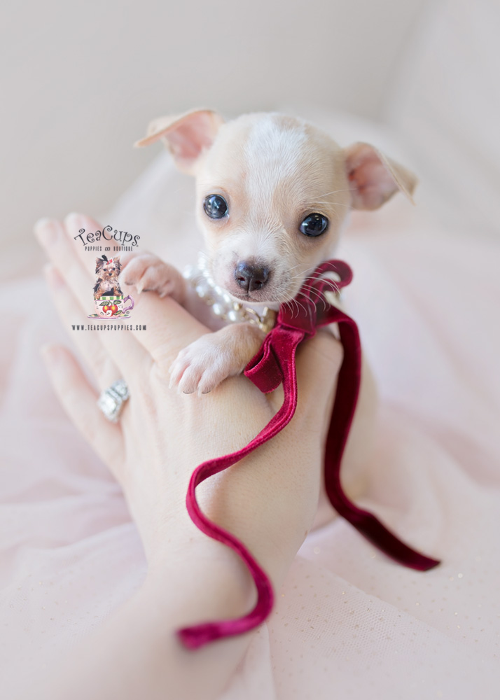 Chihuahuas by TeaCup Puppies