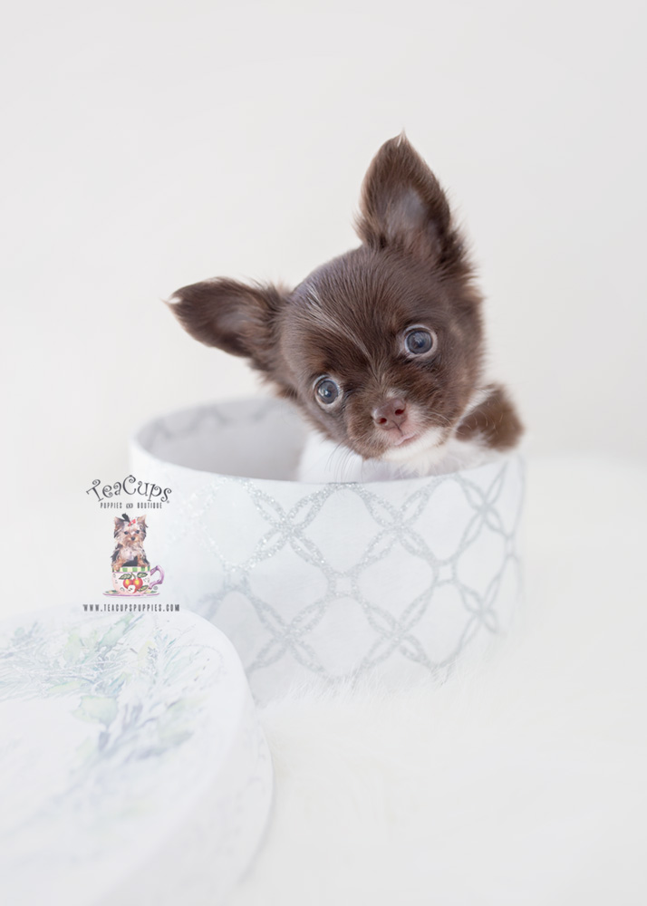 Teacup and Toy Chihuahua Puppies