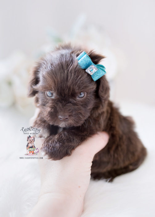Shihpoo Designer Breed Puppies For Sale