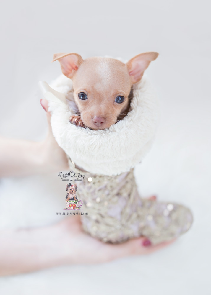 Chihuahua Puppy For Sale Teacup Puppies & Boutique