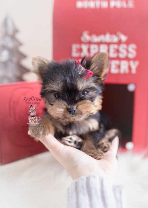 Toy or Teacup Yorkies for sale Teacups, Puppies & Boutique