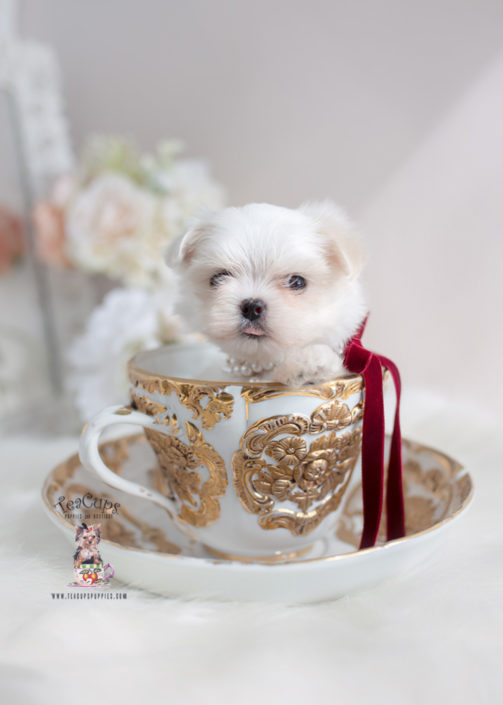 Teacup Maltese and Toy Maltese Puppies Florida