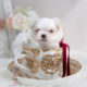 Teacup Maltese and Toy Maltese Puppies Florida