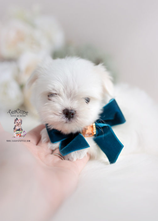 Maltese Puppy by TeaCups