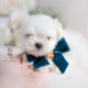 Maltese Puppy by TeaCups