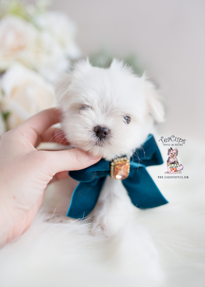 Toy and Teacup Maltese Near Miami Florida