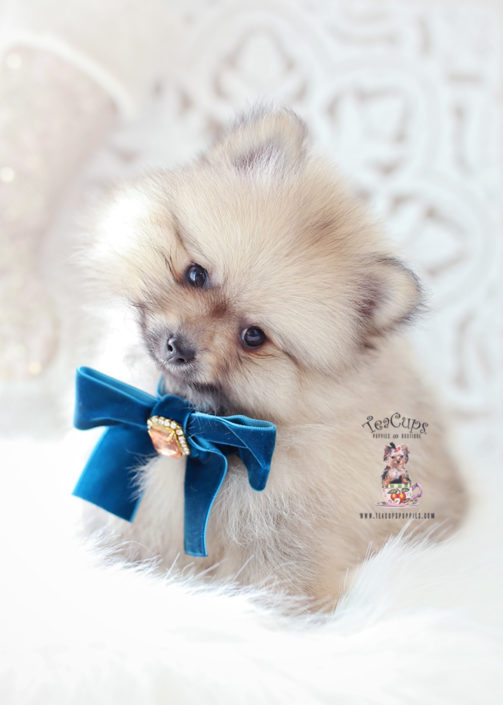 Pomeranian Puppy For Sale