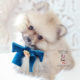 Pomeranian Puppy For Sale