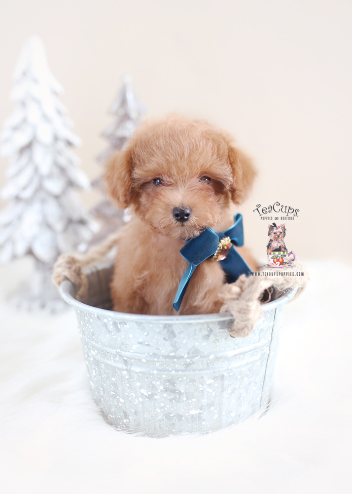 Toy Poodle Puppies South Florida Teacups Puppies And Boutique