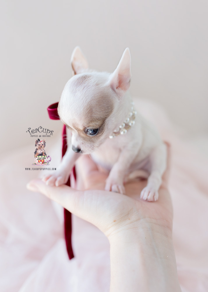 Teacup Chihuahua Breeder FL Teacup Puppies & Boutique