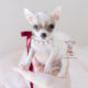 Teacup Chihuahua puppies for sale