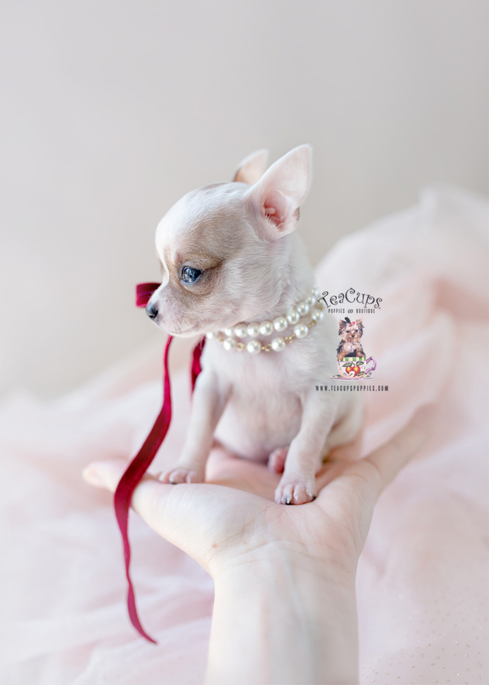 Teacup Chihuahua Breeder South Florida