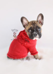 Tri Color French Bulldog Puppy