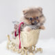 Pomeranian Puppy Breeders