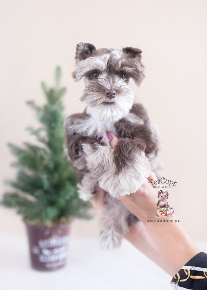 Chocolate Merle Schnauzer Puppy