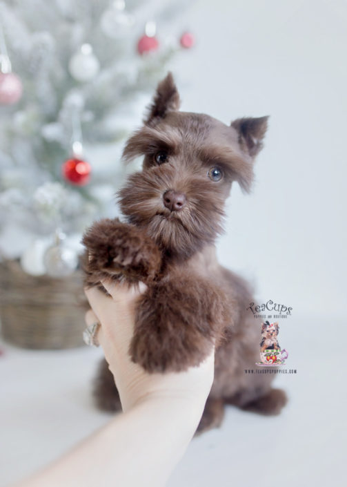 Toy Schnauzer Puppy