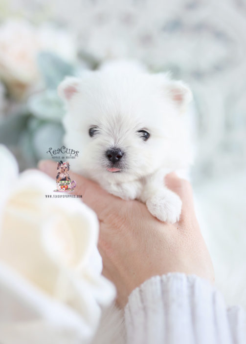 Tiny Maltipom Designer Breed Puppy