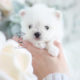 Tiny Maltipom Designer Breed Puppy