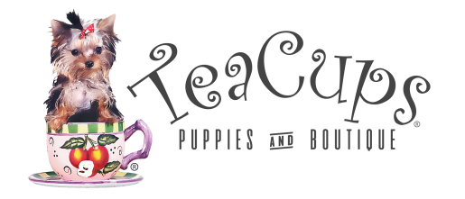 Toy Teacup Puppies For Sale TeaCups, Puppies and Boutique