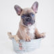 Blue Fawn French Bulldog Puppy